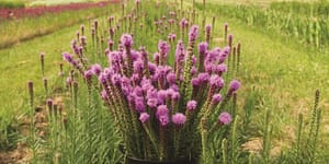 potted flowers in a field