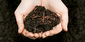 worms in soil