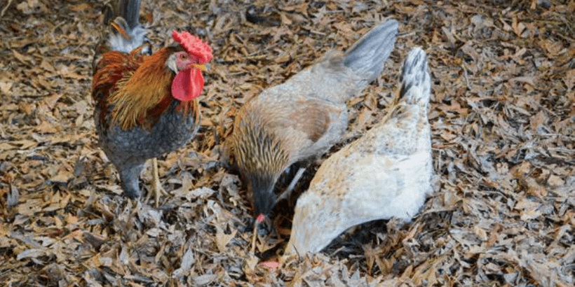 The Joys of Deep Litter: Managing Hen Manure The Joys of Deep Litter: Managing Hen Manure