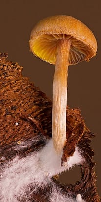 mycelium