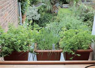 container gardening on windowsill