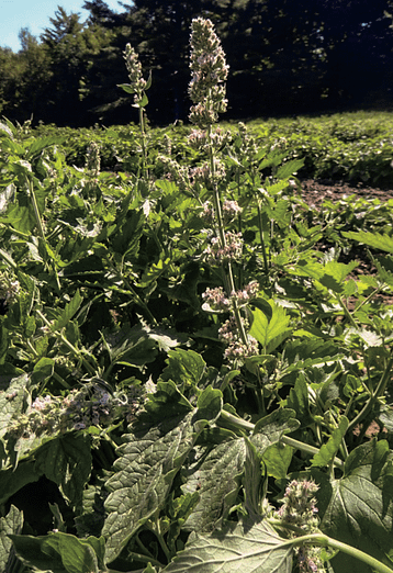catnip plant