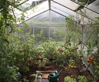 winter harvest