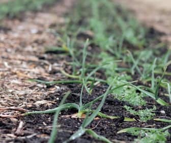 garlic growing