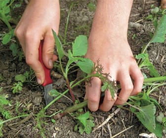 weeding no till