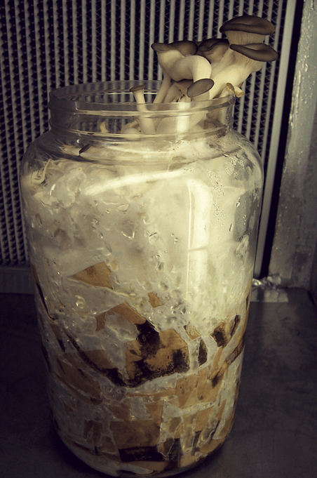 recycling mushrooms