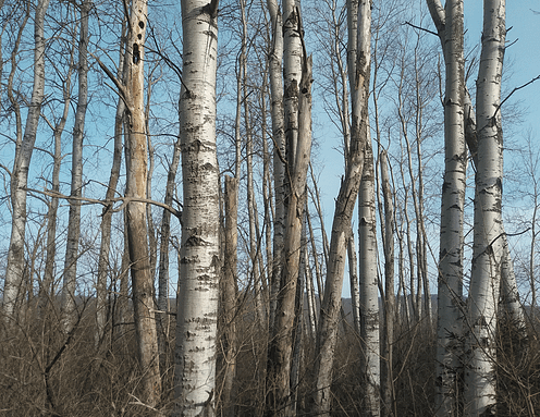 Quaking Aspen grove