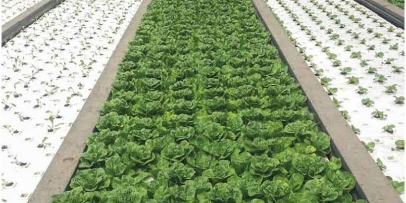 hydroponic_greenhousehoophouse Lettuce growing in a deep water culture system