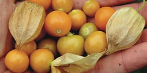 perennial-groundcherry