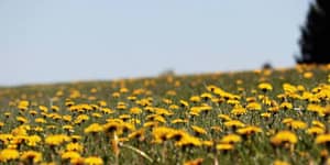 field of dandelions