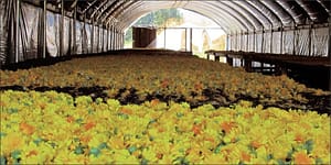 Drying Organic calendula