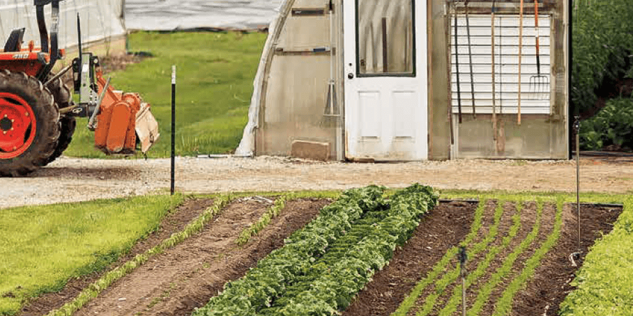 crops growing