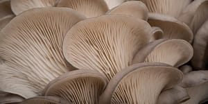 oyster mushrooms