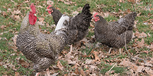 poultry flock