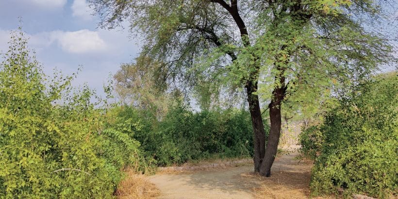 mini-forest-banner-gaurav-gurjar mini-forests