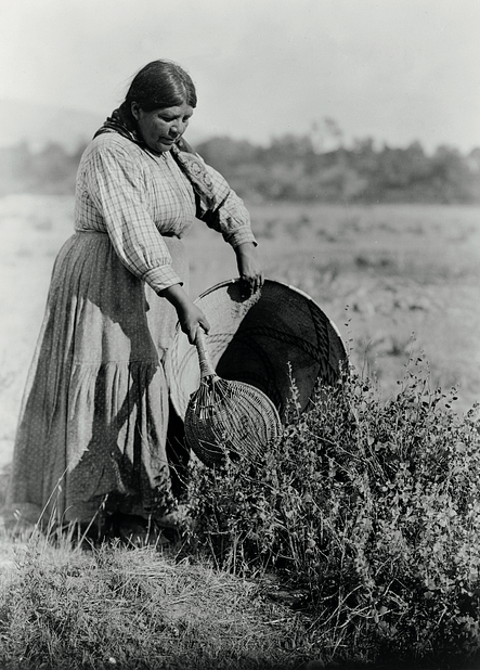 agricultural seed