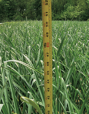 disease-free garlic plants