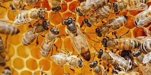 queen bee rearing