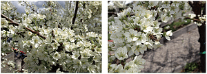Bee Flowers