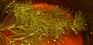 spruce ale