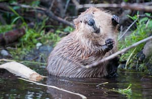 beaver