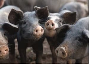 four pigs