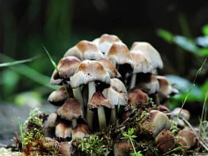 mushrooms