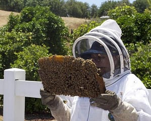 person holding part of hive