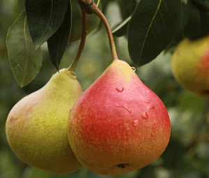 cooking with pears
