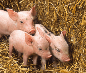 pigs