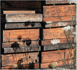 bee hive