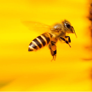bees