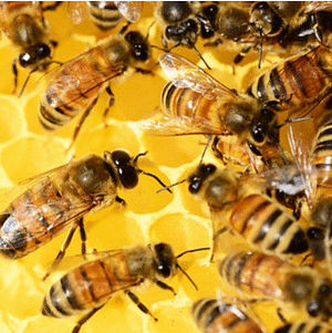 bee