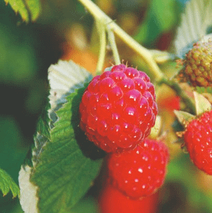 raspberry