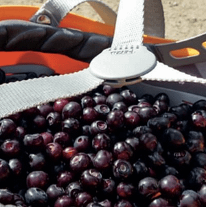 mullberries