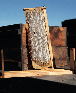 queen bee rearing - honey frame