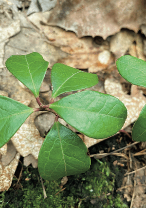 wintergreen