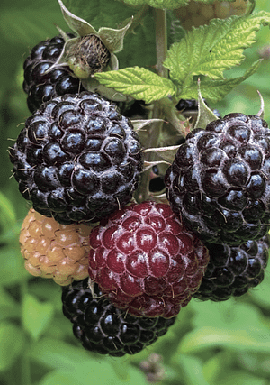 black raspberries