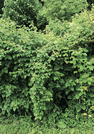 black raspberries