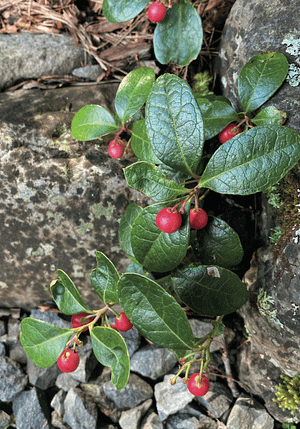wintergreen
