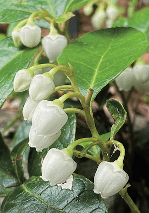 wintergreen