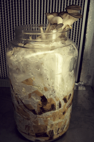 recycling mushrooms