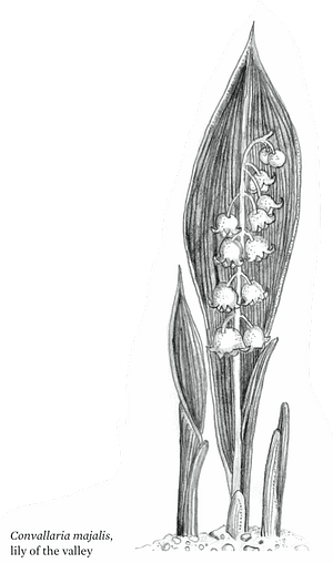 lily of the valley