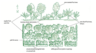 果菜 #Seven Forest Project The Seven-Layer Forest Garden:Designing A Food Forest