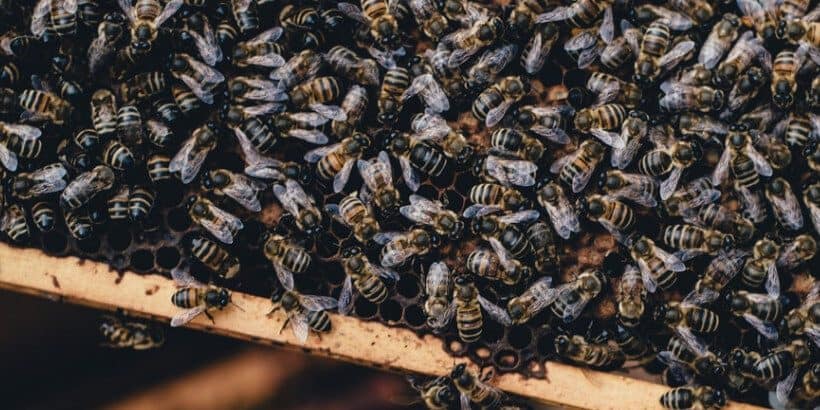 Bannersnack_Bees_AnUnlikelyVineyard A tray of bees