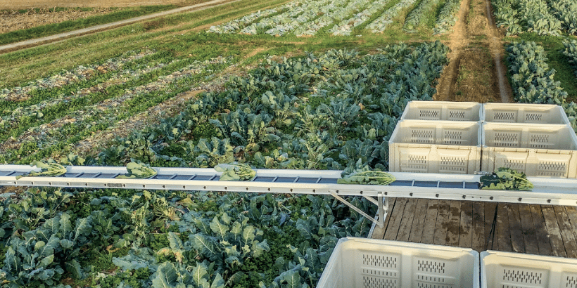 Harvest conveyors_Beyond the Root Cellar Harvest conveyors_Beyond the Root Cellar