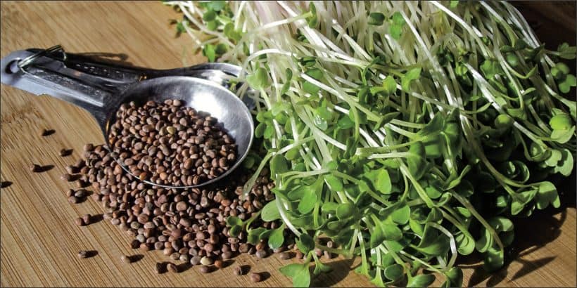 IndoorSaladGardening_SeedsandSprouts-Max-Quality IndoorSaladGardening_SeedsandSprouts-Max-Quality