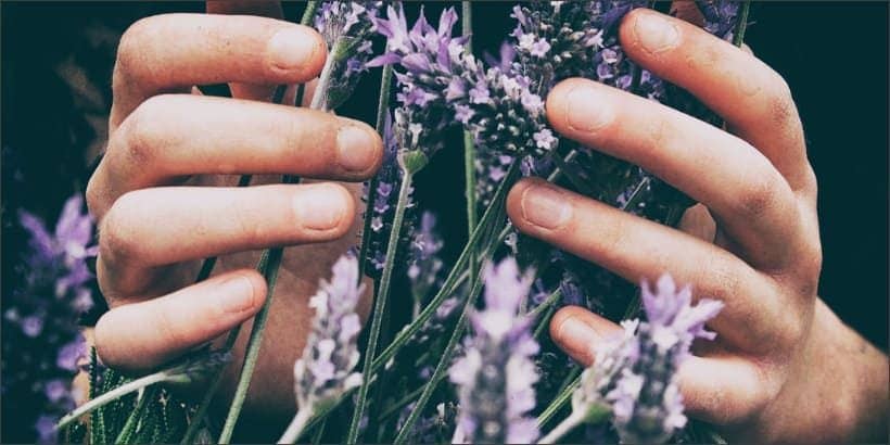 LavenderHands_Bannersnack-Max-Quality LavenderHands_Bannersnack-Max-Quality