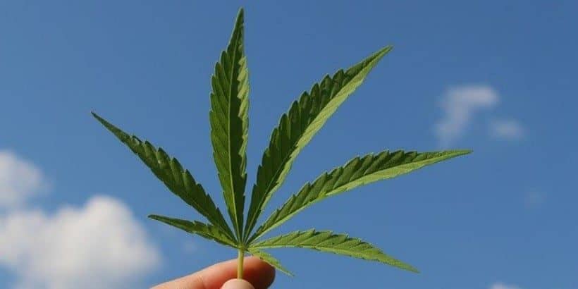 americanhempfarm-feature-bannersnack hemp