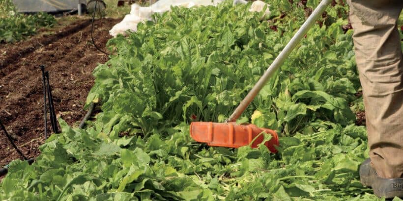 arugula_livingsoil_book arugula_livingsoil_book